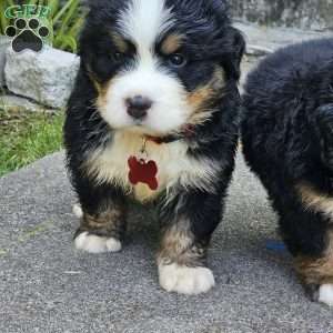 Oscar, Bernese Mountain Dog Puppy